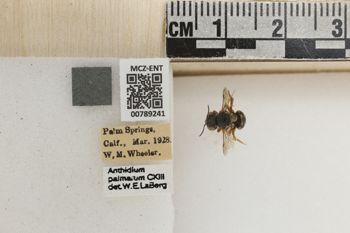 Media type: image;   Entomology 789241 Aspect: Labels